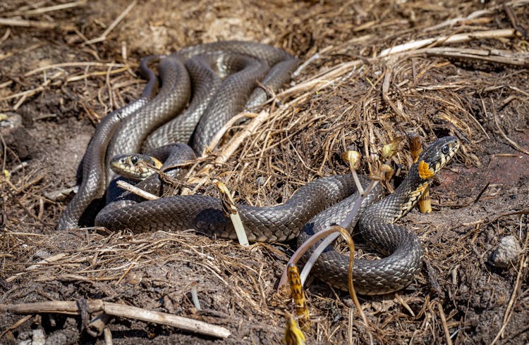 Close-Up Shot Of A Grass Snakes On The Ground