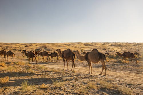 Free Herd of Camels Standing on a Desert Stock Photo