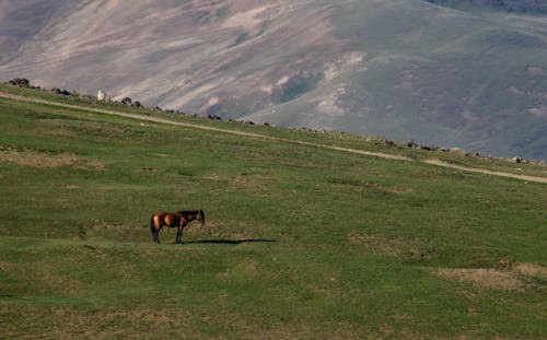 Free stock photo of brown horse, free wallpaper, green mountains Stock Photo