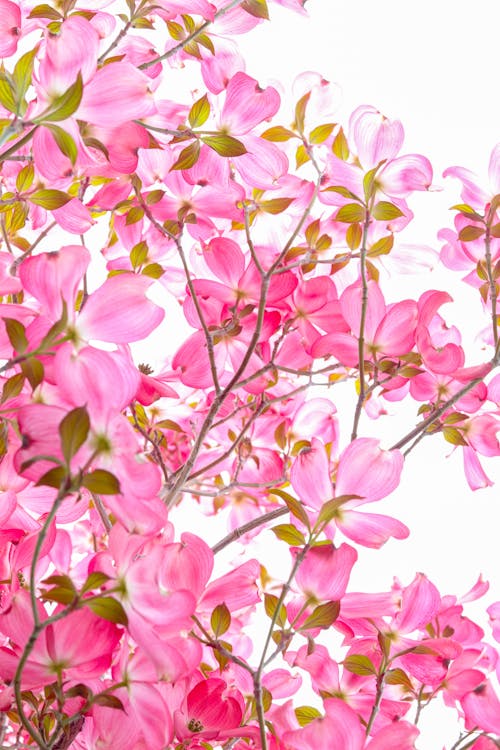 Pink Flowers With Green Leaves