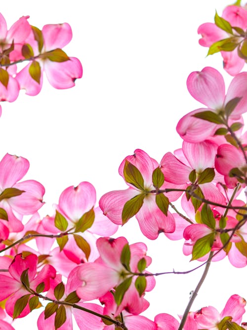 Pink Flowers With White Background
