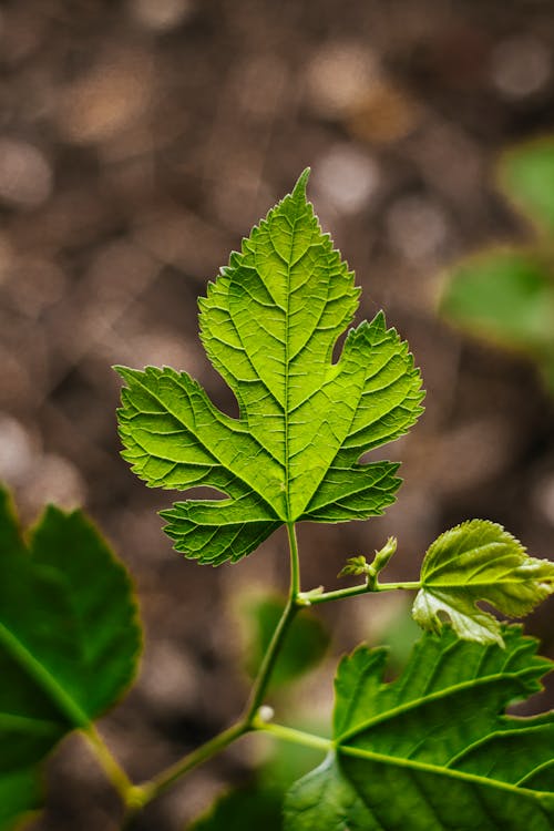 Green thin leaves growing on branch on blurred background in nature in daytime