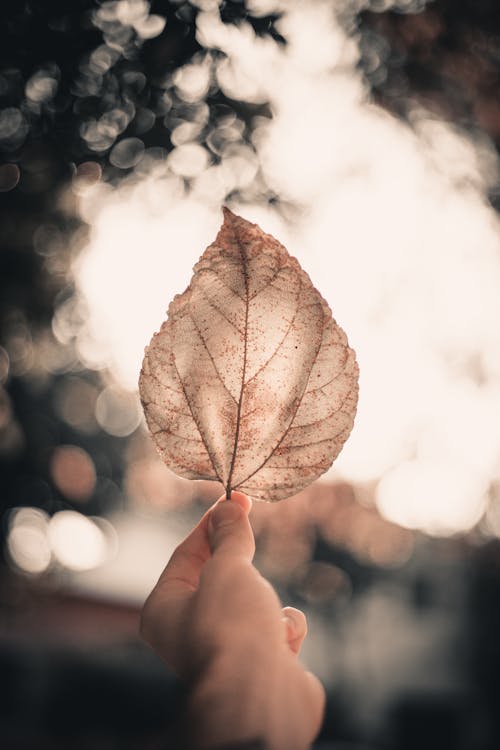 A Person Holding Brown Leaf