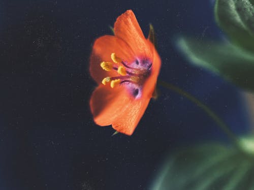 Foto profissional grátis de fechar-se, flor, flor silvestre