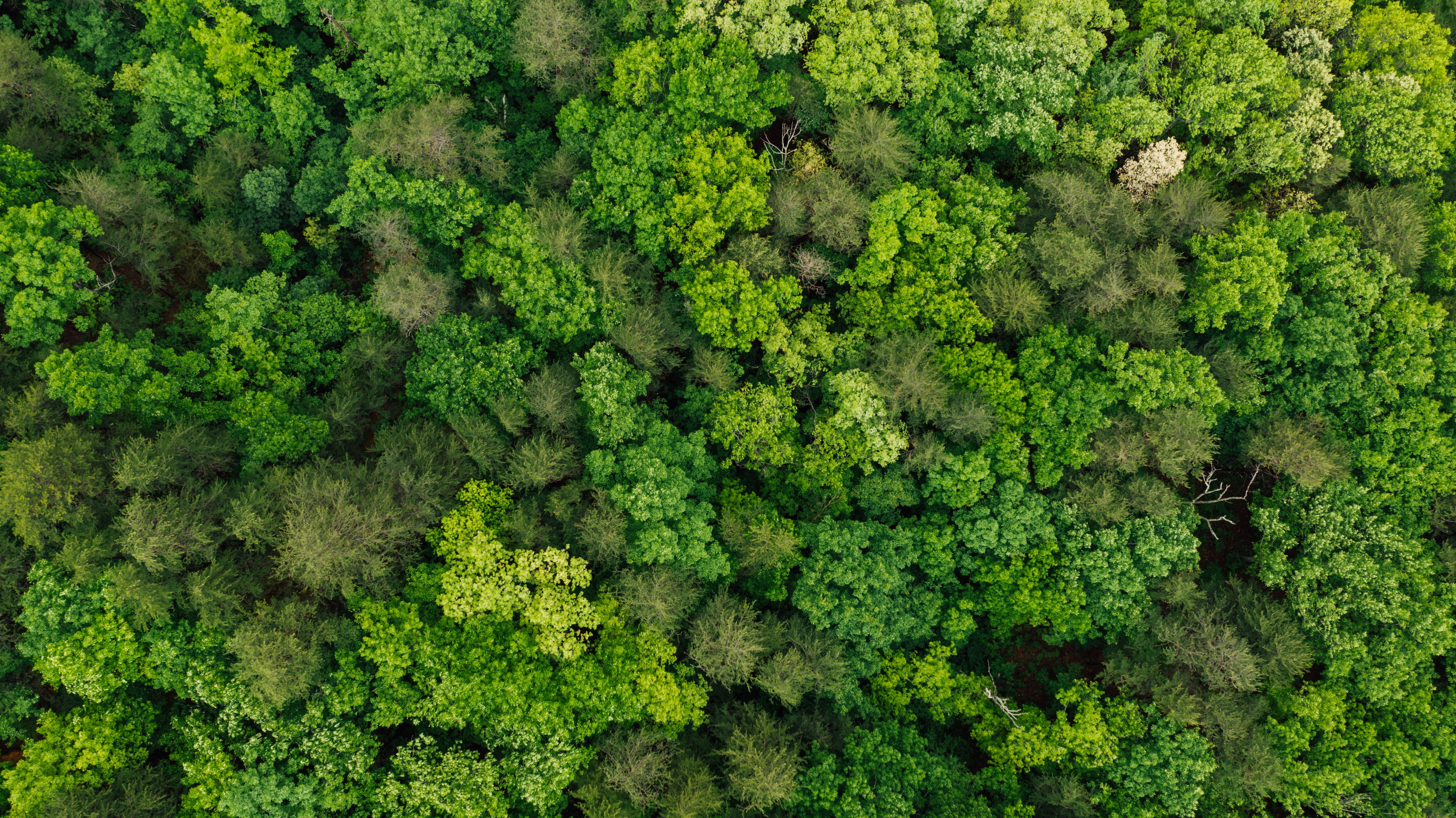 IT and Environmental, Social, and Corporate Governance (ESG), Part One: A CEO and Board Concern — Photo by K on Pexels