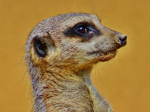 Brown Meerkat