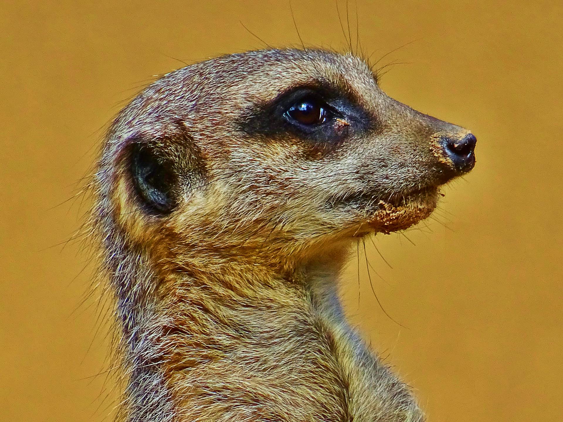 Brown Meerkat