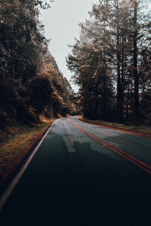 Peaceful scenery of empty asphalt roadway among gloomy coniferous trees of remote forest