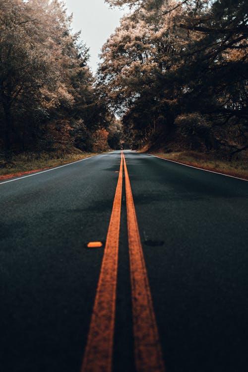 Asphalt road among lush thick forest