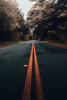 Peaceful rural road lined with orange trees and clear sky.
