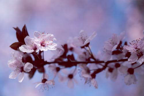 Blossoming cherry tree with tender white flowers