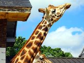 Giraffe Under Sunny Sky