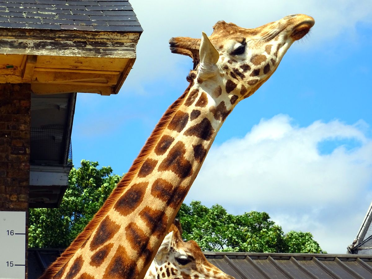 A giraffe grazing under a sunny sky at London Zoo