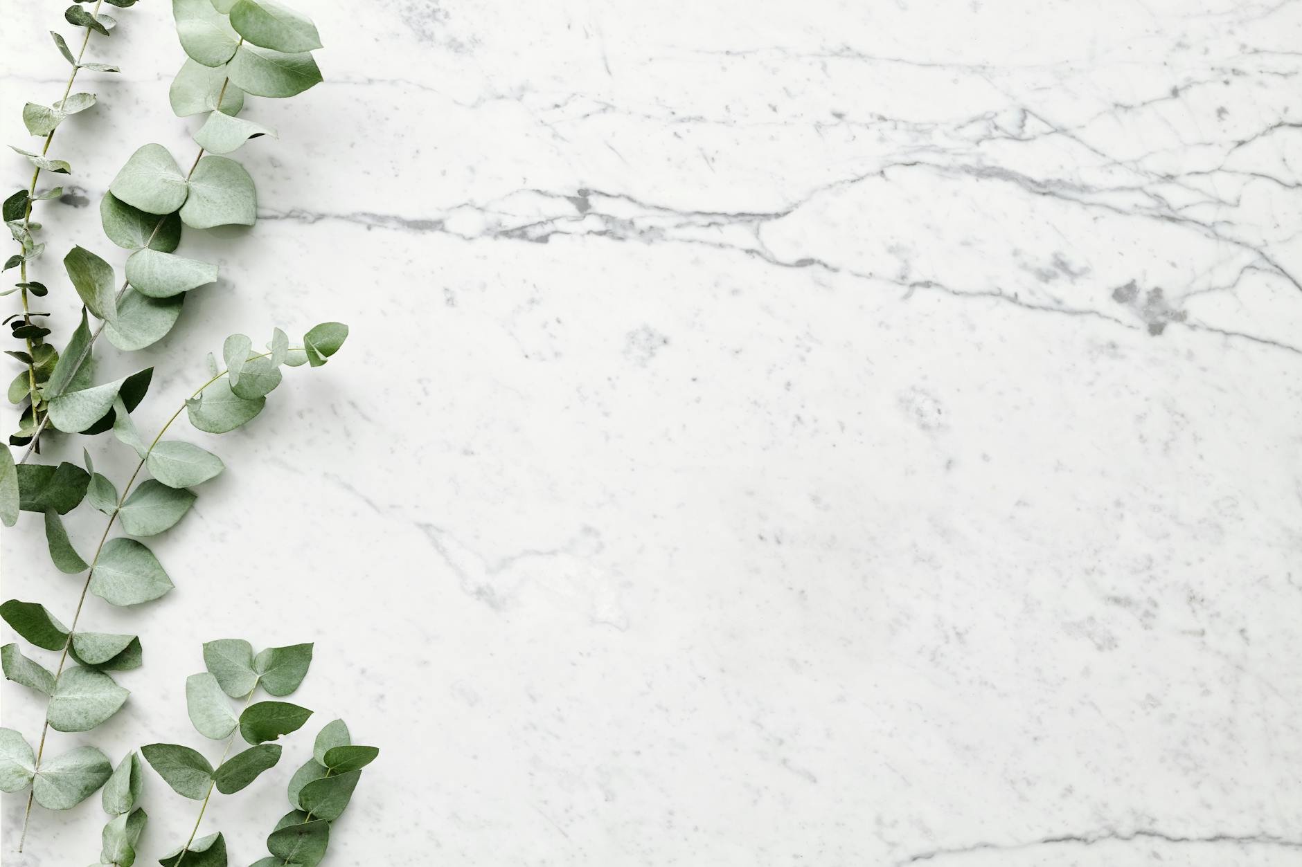 Flat lay of eucalyptus branches on a marble surface with ample copyspace.