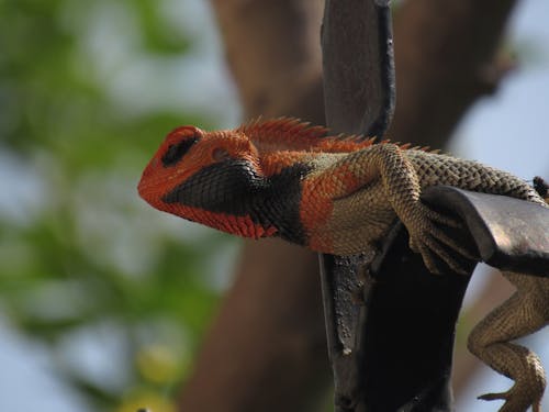 Free stock photo of chameleon, reptile, wildlife photography Stock Photo