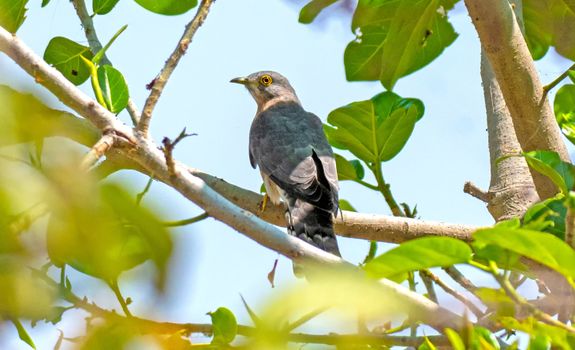 Cuckoo bird sitting on tree branch