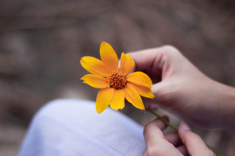 Crop Faceless Woman With Yellow Calendula Flower In Hands