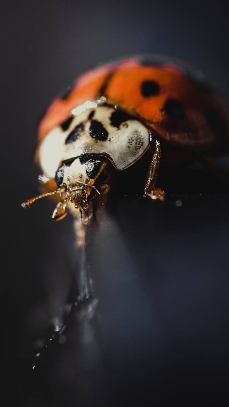 Macro Photography Of A Seven-Spot Ladybird