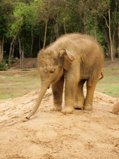 Free A Baby Elephant Standing on the Ground Stock Photo
