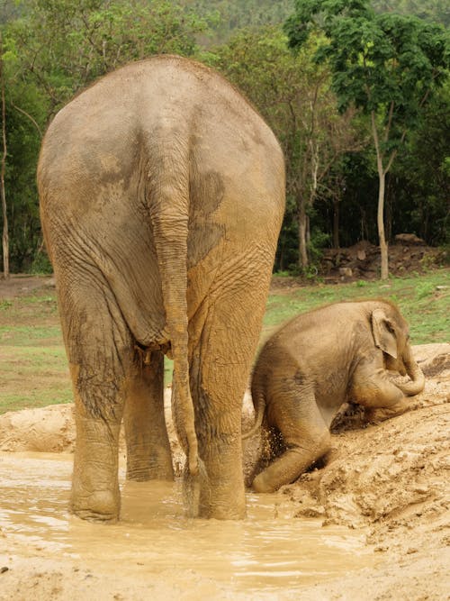 Fotos de stock gratuitas de bebé elefante, días lluviosos, elefante