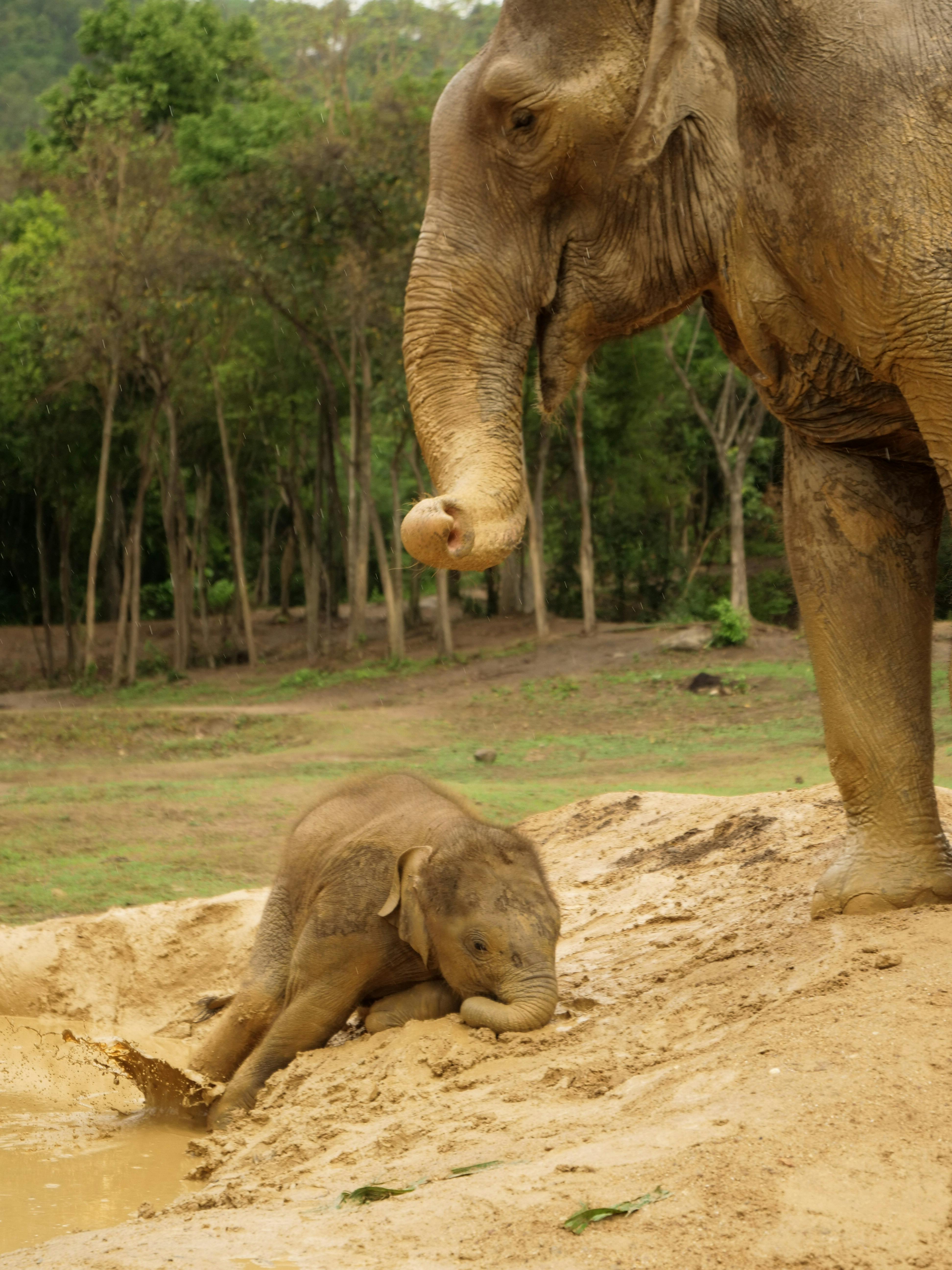 an elephant and a calf playing on the mud