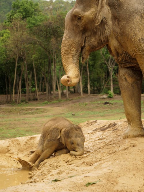 An Elephant and a Calf Playing on the Mud