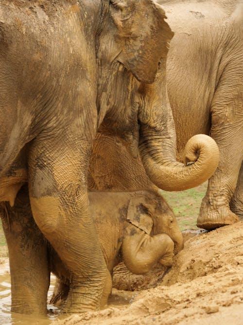 Fotos de stock gratuitas de bebé elefante, días lluviosos, elefante