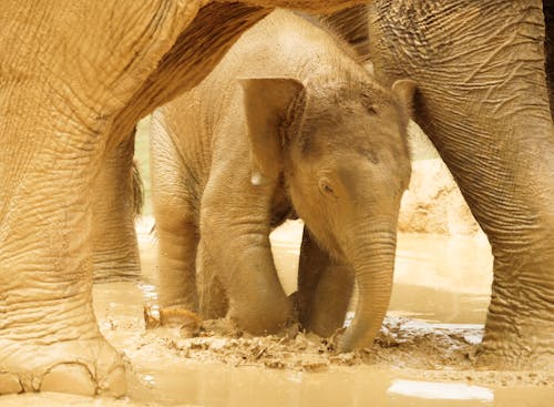 Free stock photo of asian elephant, baby elephant, elephant Stock Photo
