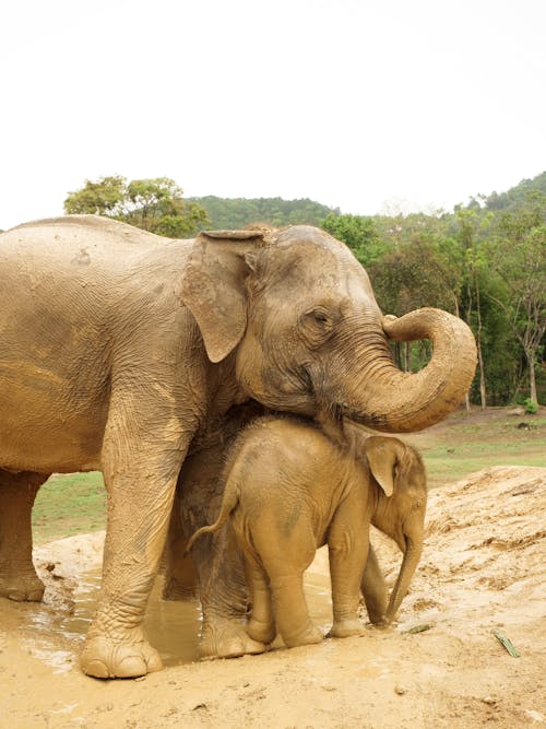 Free Elephant and a Calf Playing on the Muddy Ground Stock Photo