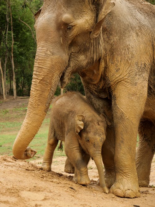 Free stock photo of asian elephant, baby elephant, elephant Stock Photo