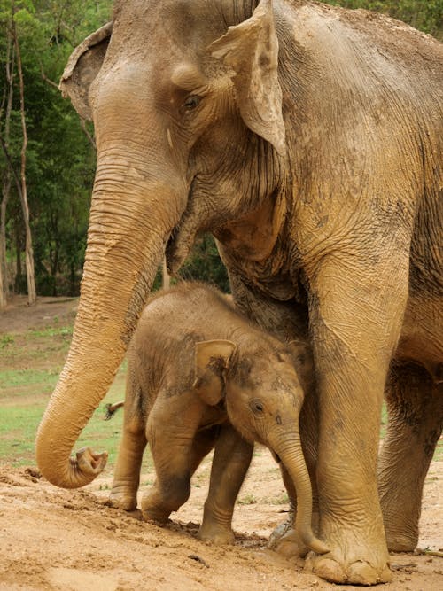 Mother Elephant and a Calf Playing on the Muddy Ground