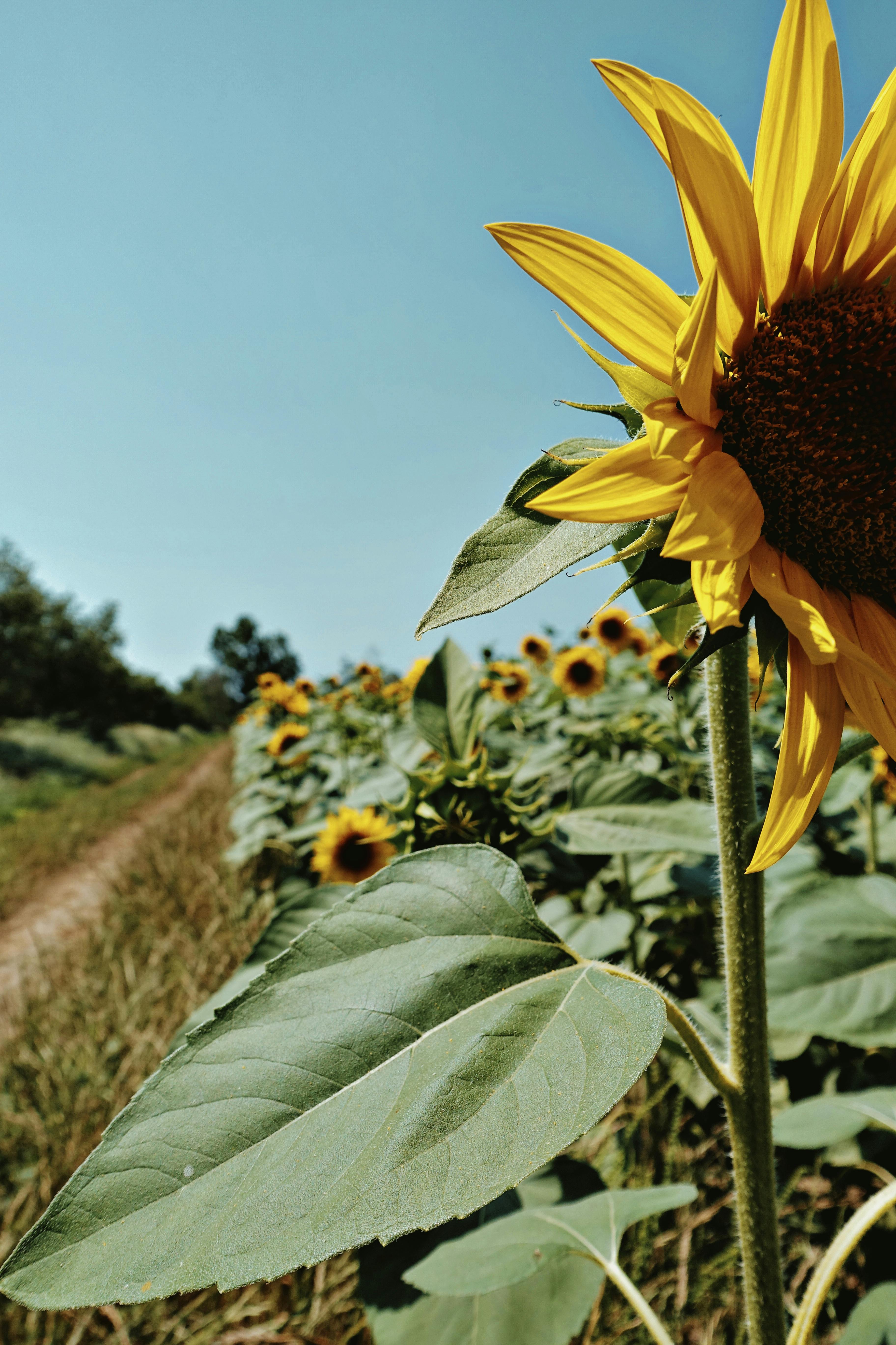 Gratis lagerfoto af drink, energi, Festival