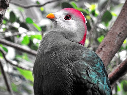 Gratuit Oiseau à Tête Rouge Perché Sur Un Arbre Photos