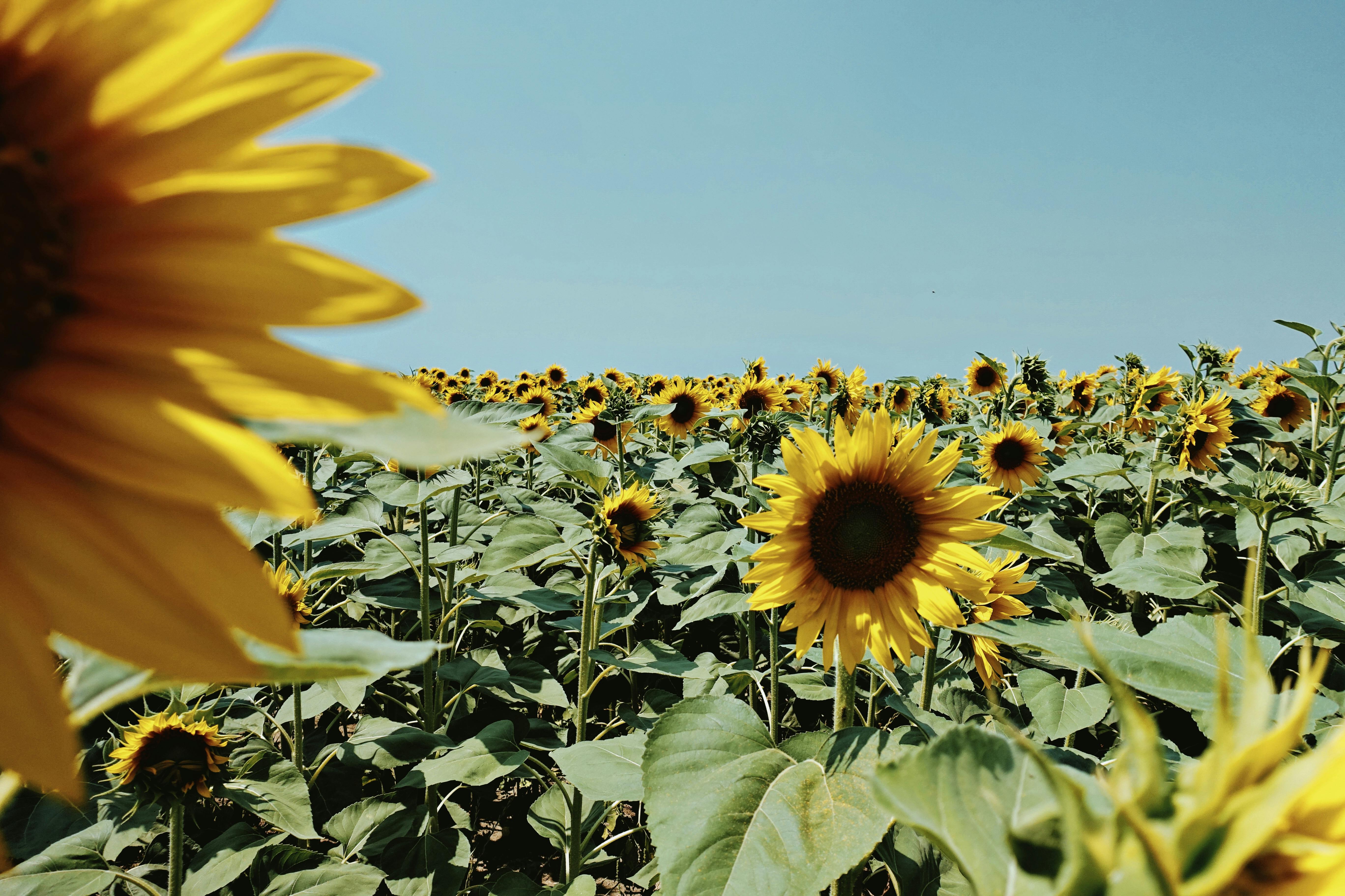 Sunflower Field Under Blue Sky · Free Stock Photo