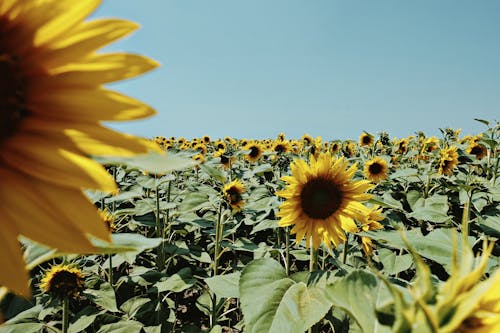 Immagine gratuita di bocciolo, campo di girasoli, cielo azzurro