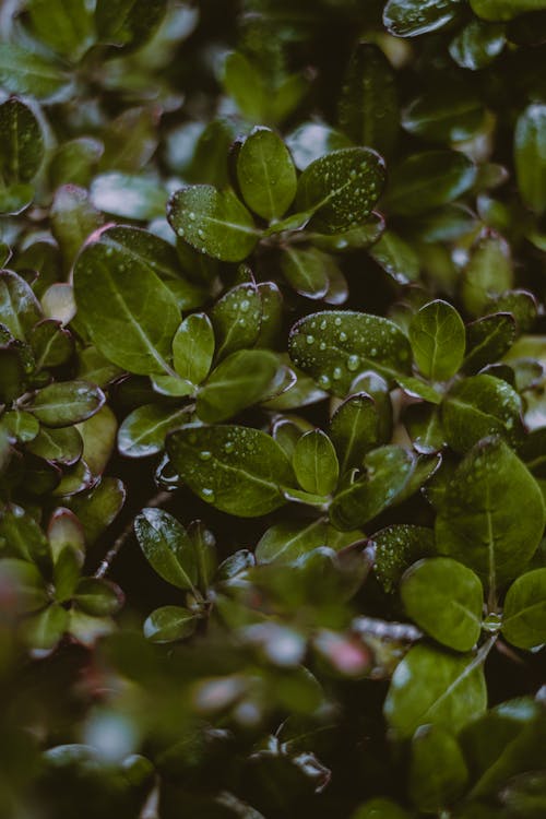 Background of tropical taupata shrub with droplets on leaves