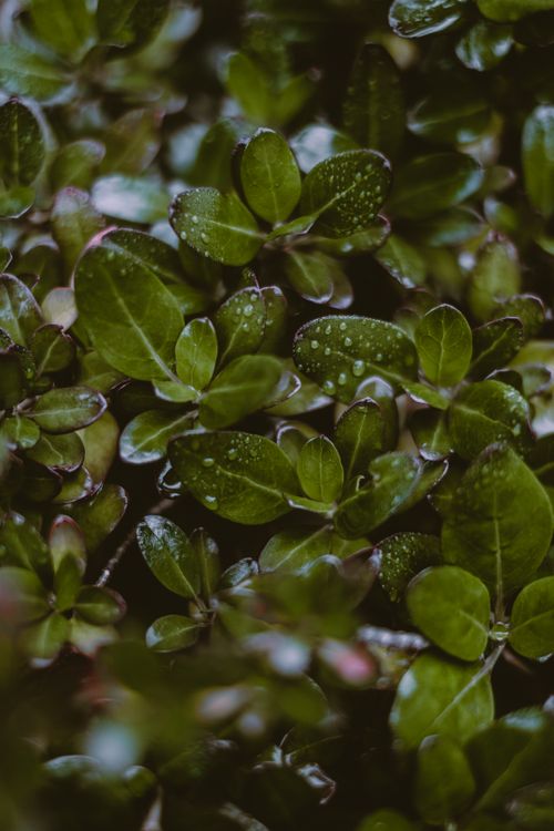 Free From above of closeup fresh green Coprosma repens flowering plant with morning dew on shiny leaves Stock Photo