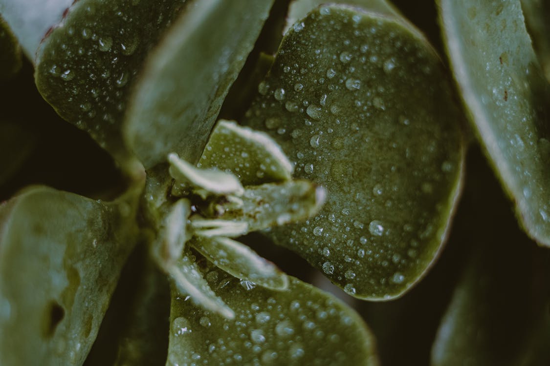 Dew on fresh leaves of succulent plant