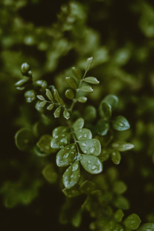 Free From above of orange jasmine lush small tree with drops on fresh green pinnate leaves growing in rainforest Stock Photo