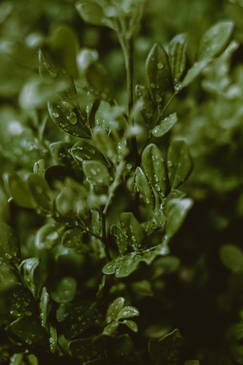 High angle of raindrops on green pinnate leaves of orange jasmine lush shrub growing in tropical nature