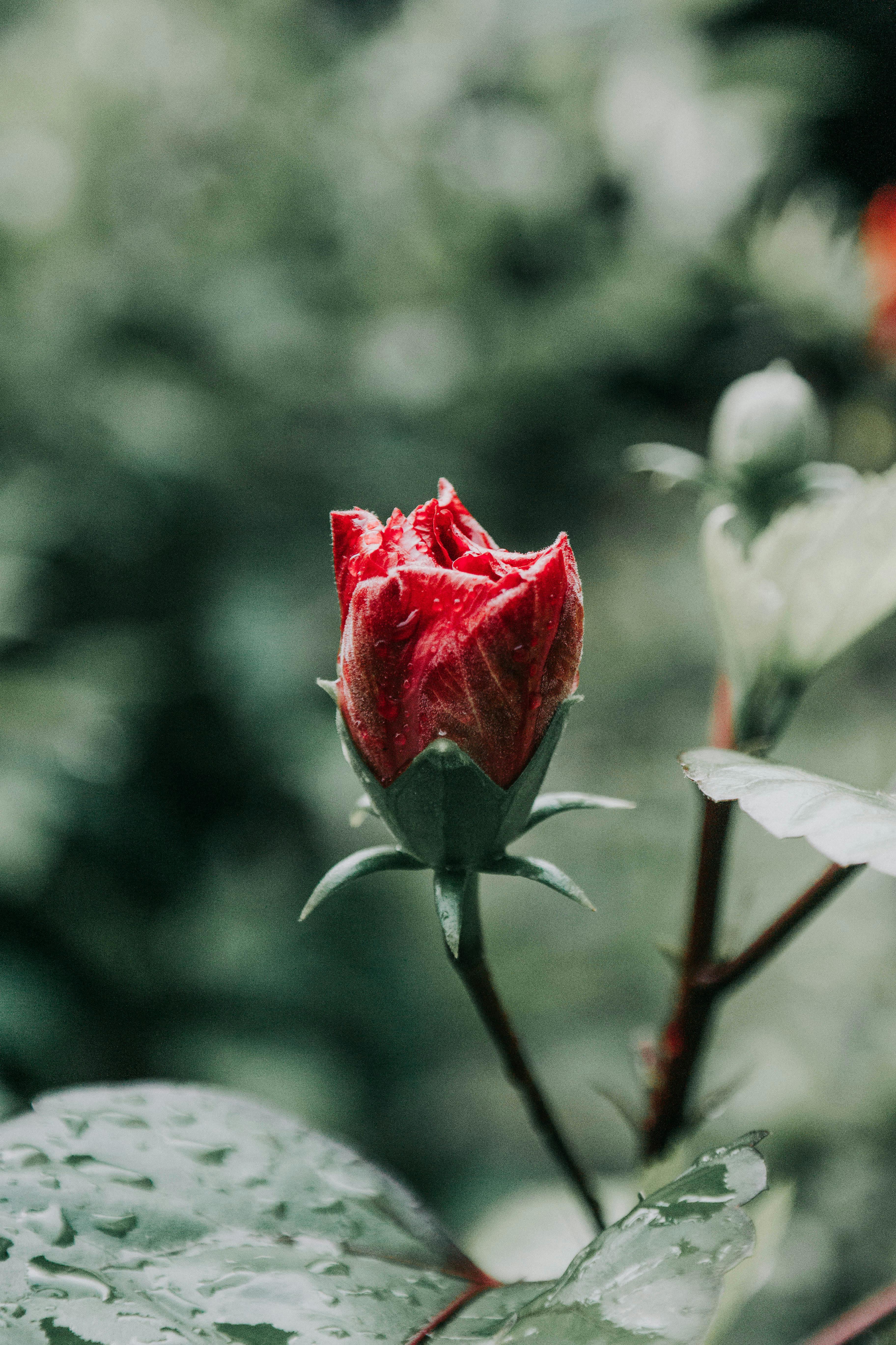 A Red Rose on Top of a Rock · Free Stock Photo