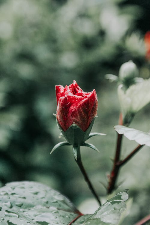 Close-Up Shot of a Beautiful Red Rose