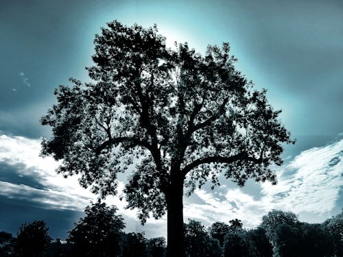 Silhouette Photography of Tree