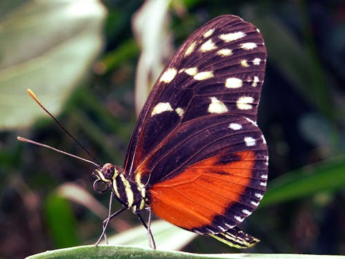 Gratuit Papillon Monarque Perché Sur Feuille Photos