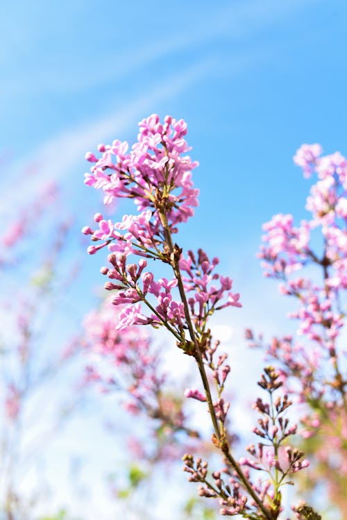 Ücretsiz açık hava, bahar, Bahar çiçeği içeren Ücretsiz stok fotoğraf Stok Fotoğraflar