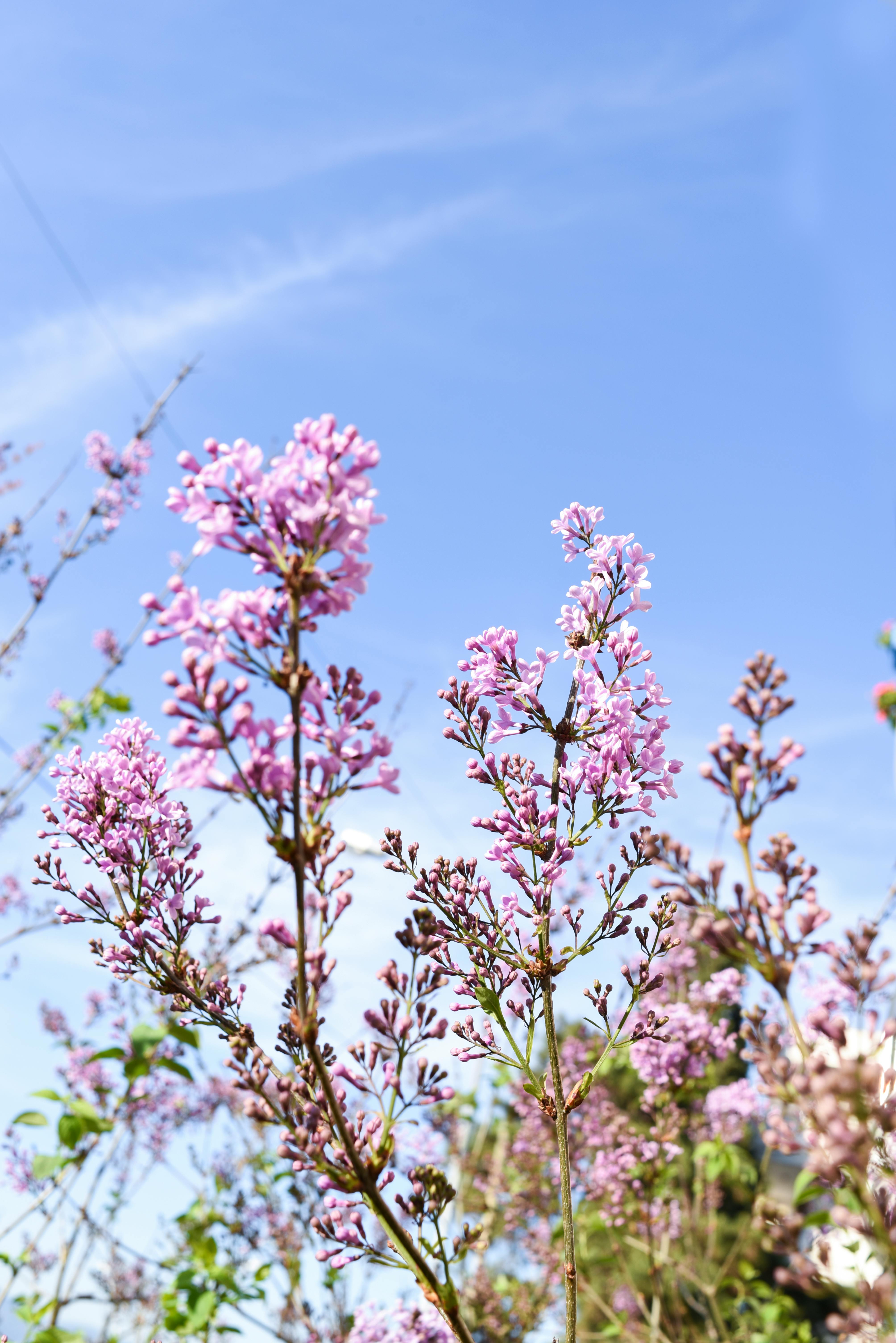 Pink lilac flowers in full bloom reaching towards a clear blue sky, epitomizing spring's beauty.