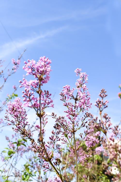 Бесплатное стоковое фото с весенние цветы, ветвь, голубое небо