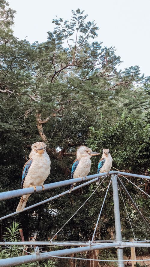 Free stock photo of animal, animals in the wild, australia Stock Photo