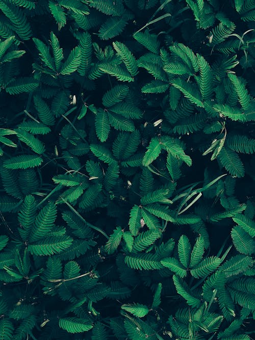 Close-Up Shot of Green Leaves