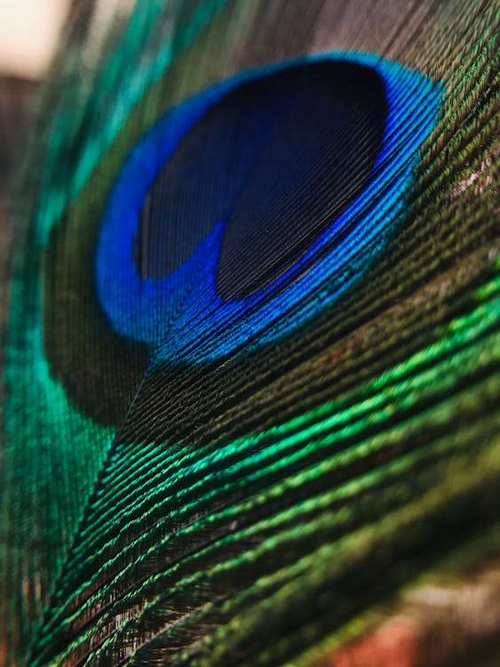 Amazing Colorful Feather of Peacock · Free Stock Photo